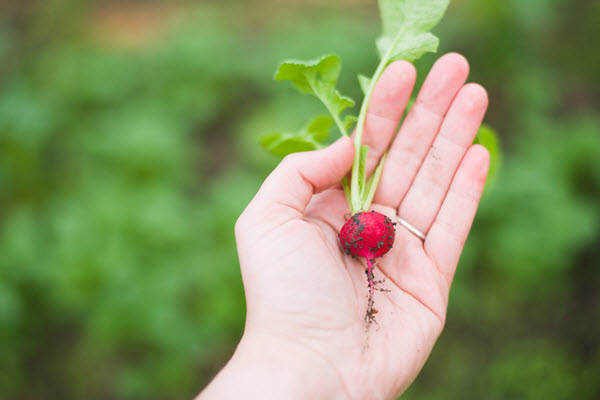 drive growth with s&op: radish in a person's hand