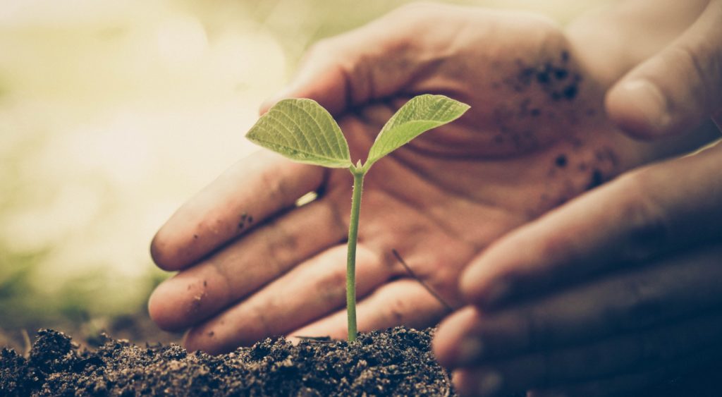 on-demand talent: hands protecting a seedling